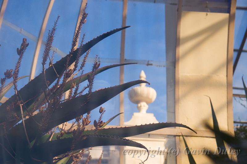 Glasshouse, Adelaide Botanic Gardens IMGP8816.jpg